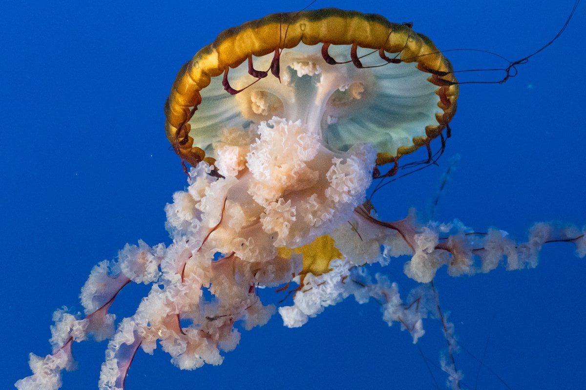Oregon Coast Aquarium - Gallery Image 3